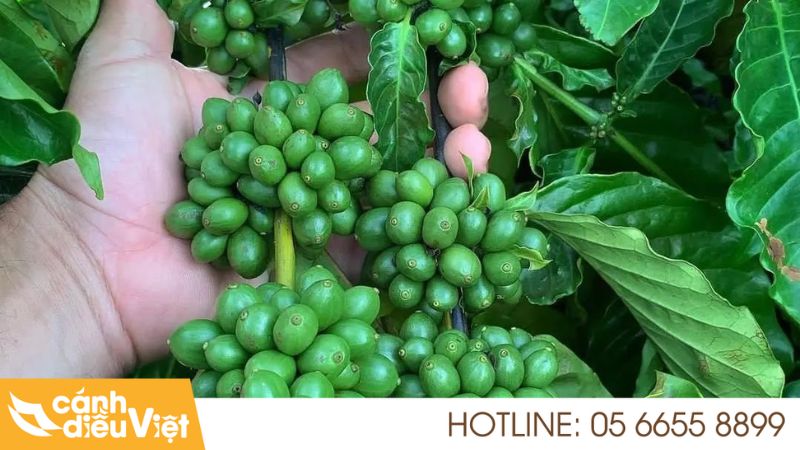 Kỹ thuật trồng cà phê thả đọt là gì