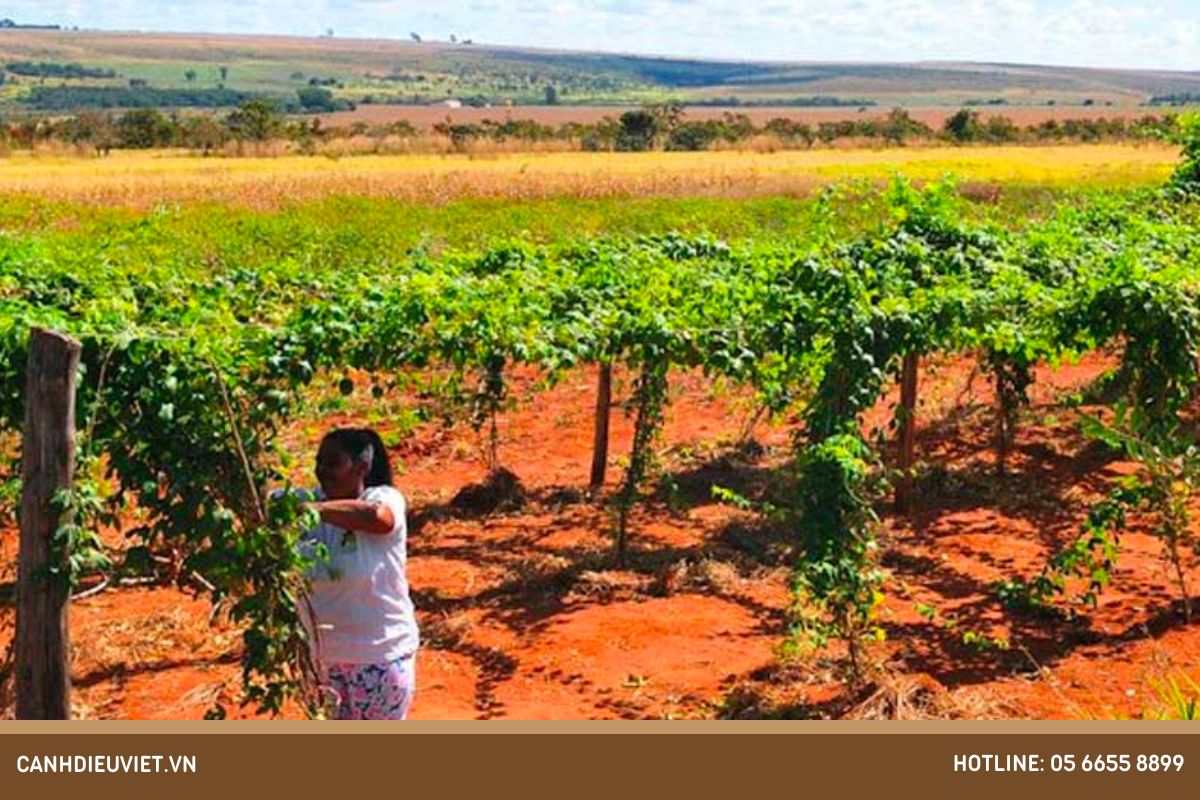 Chanh dây có cây đực cây cái không? Cách trồng hiệu quả 6 Ky thuat trong cay chanh day