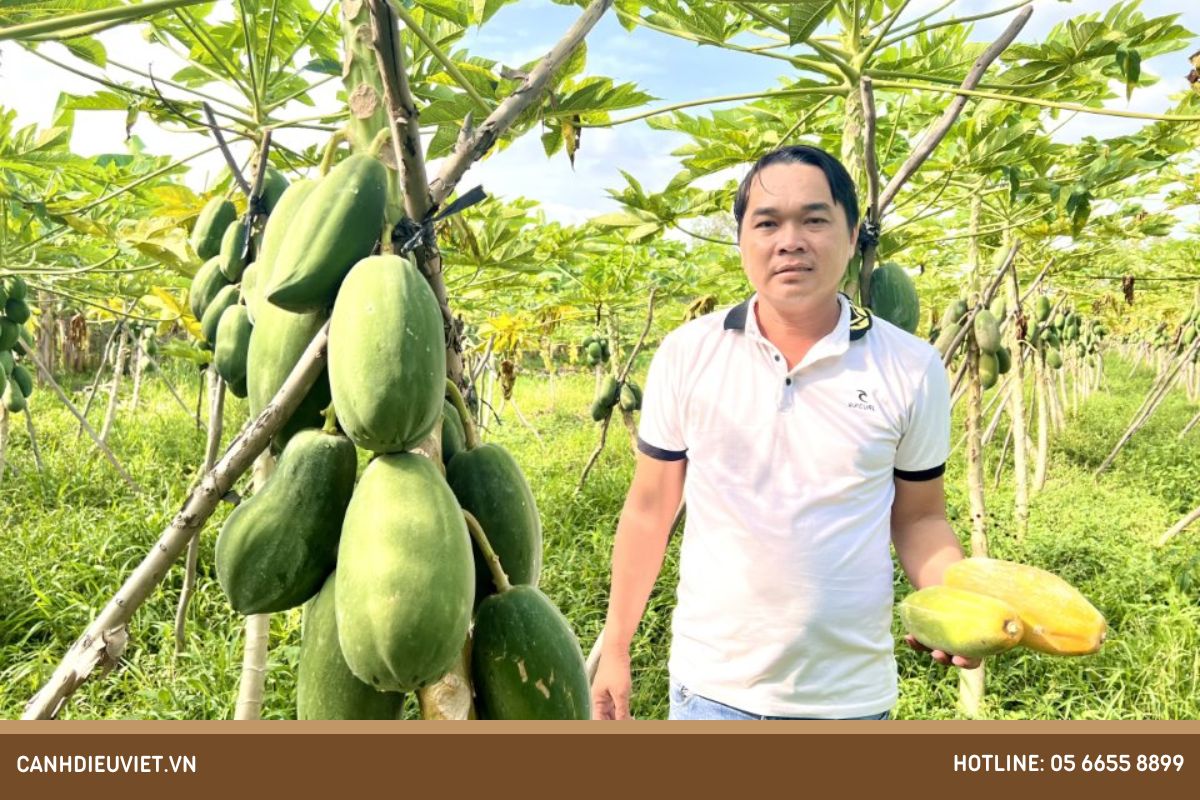 Kỹ thuật trồng cây đu đủ ruột vàng