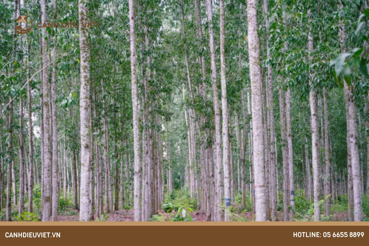 Làm thế nào để kiểm tra tình trạng sức kháng của cây keo