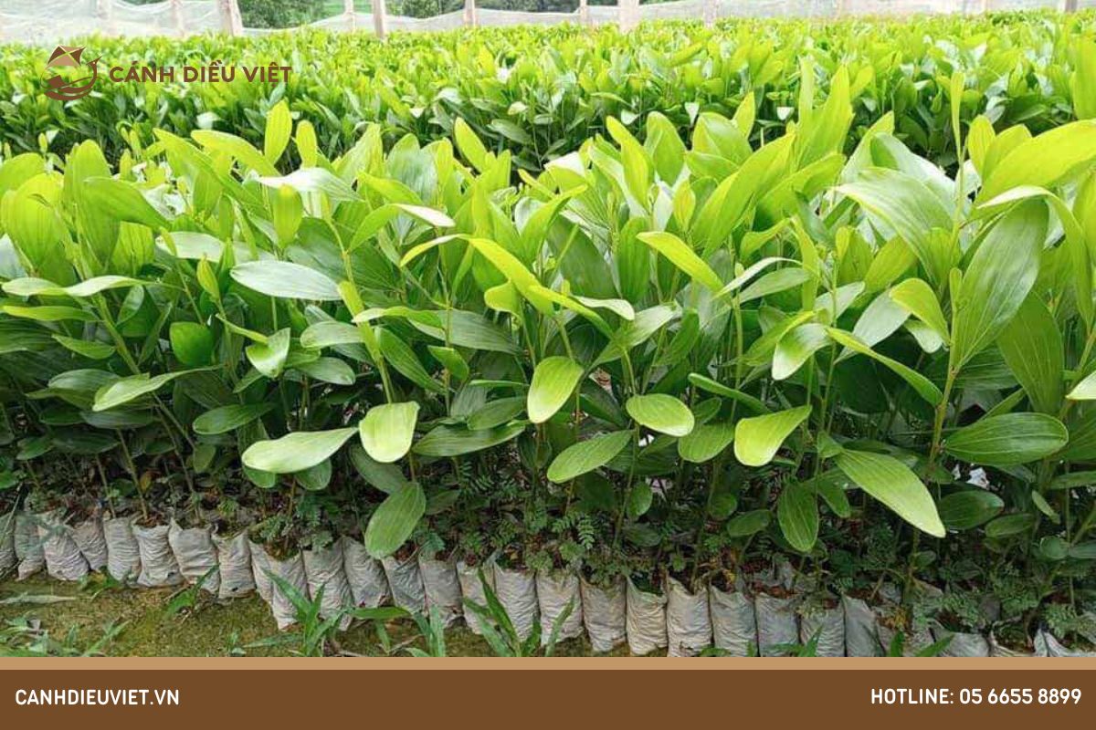 Loại phân nào phù hợp cho cây keo_ 