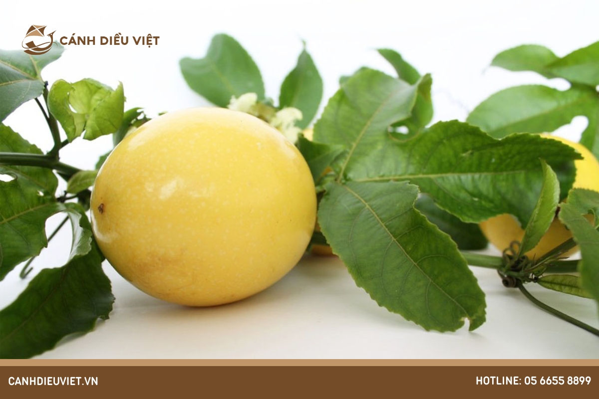 Chanh dây khổng lồ: nguồn gốc, tác dụng và cách trồng 8 Lợi ích của chanh dây khổng lồ