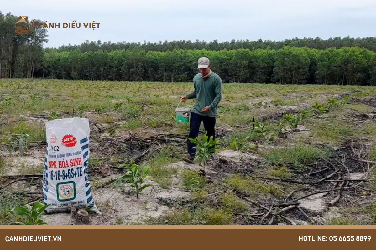 Lợi ích của việc bón phân cho cây keo