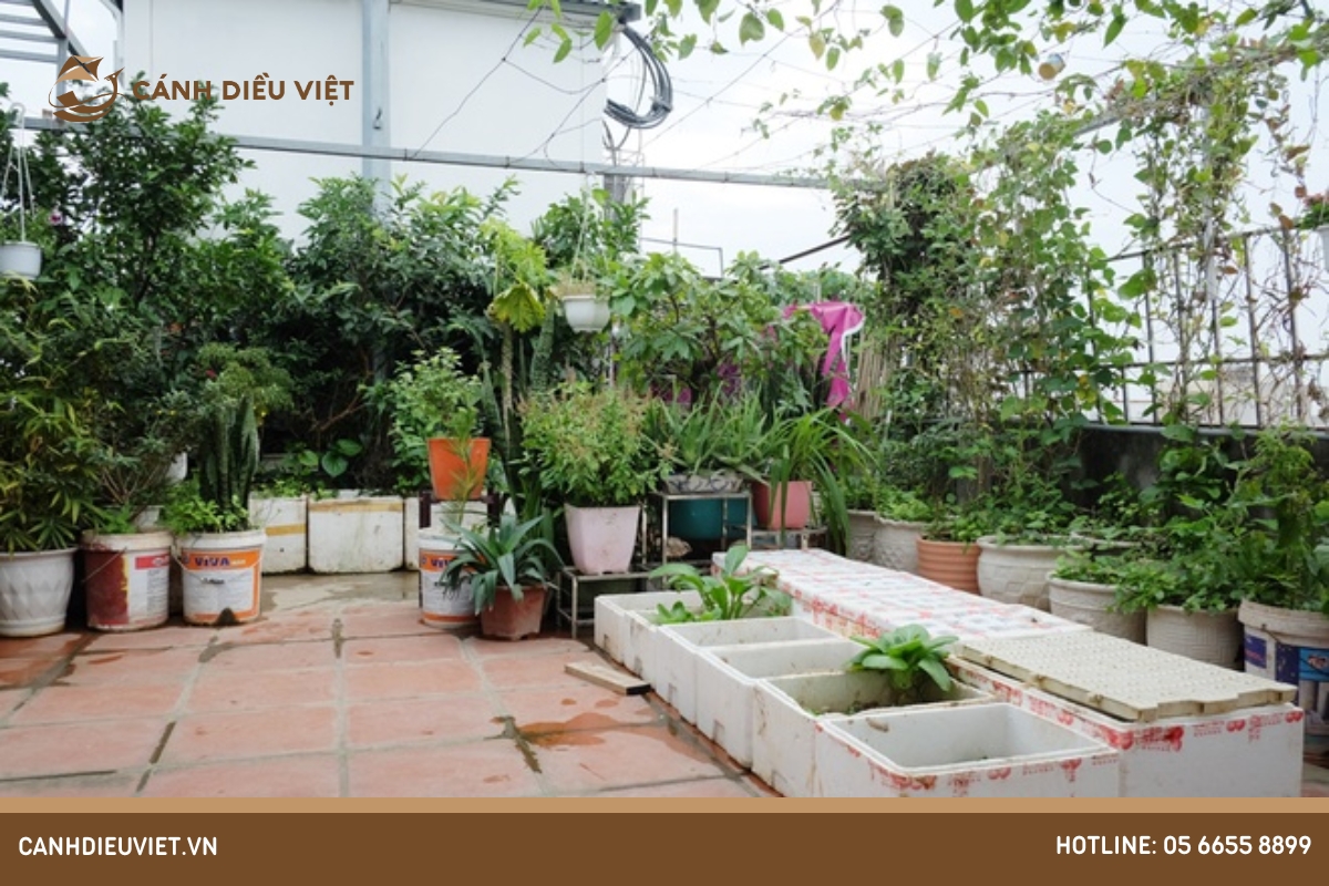 Lợi ích của việc trồng chanh leo trên sân thượng 