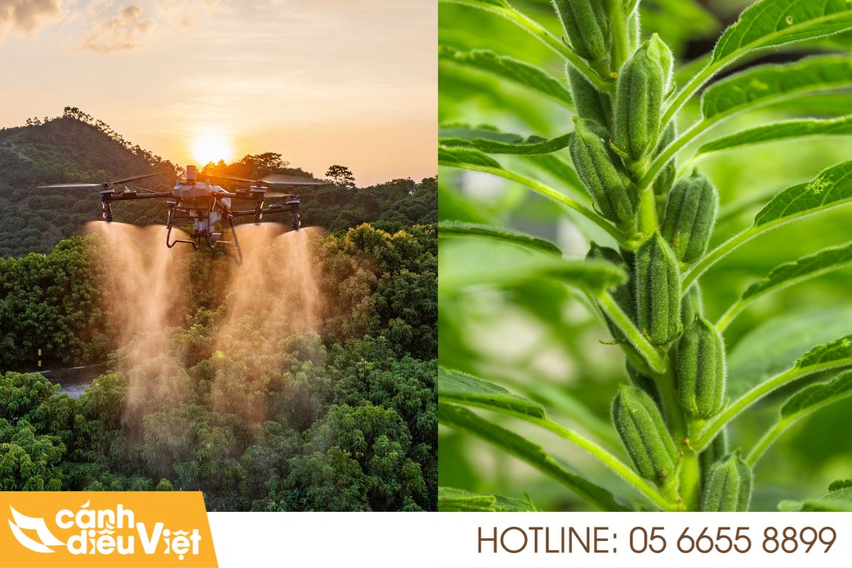 Lợi ích vượt trội của máy bay phun thuốc cho cây mè