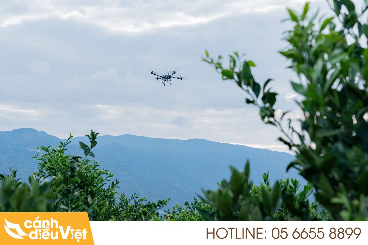 Lợi thế của dji t70p khi phun thuốc cho vườn cam
