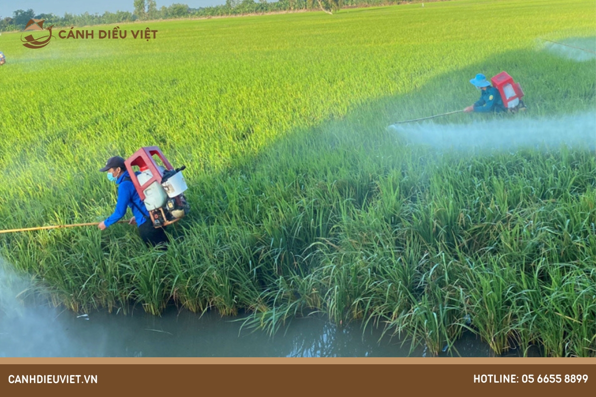 Lúa 40 ngày xịt thuốc gì? 1203 Lúa 40 ngày xịt thuốc gì?