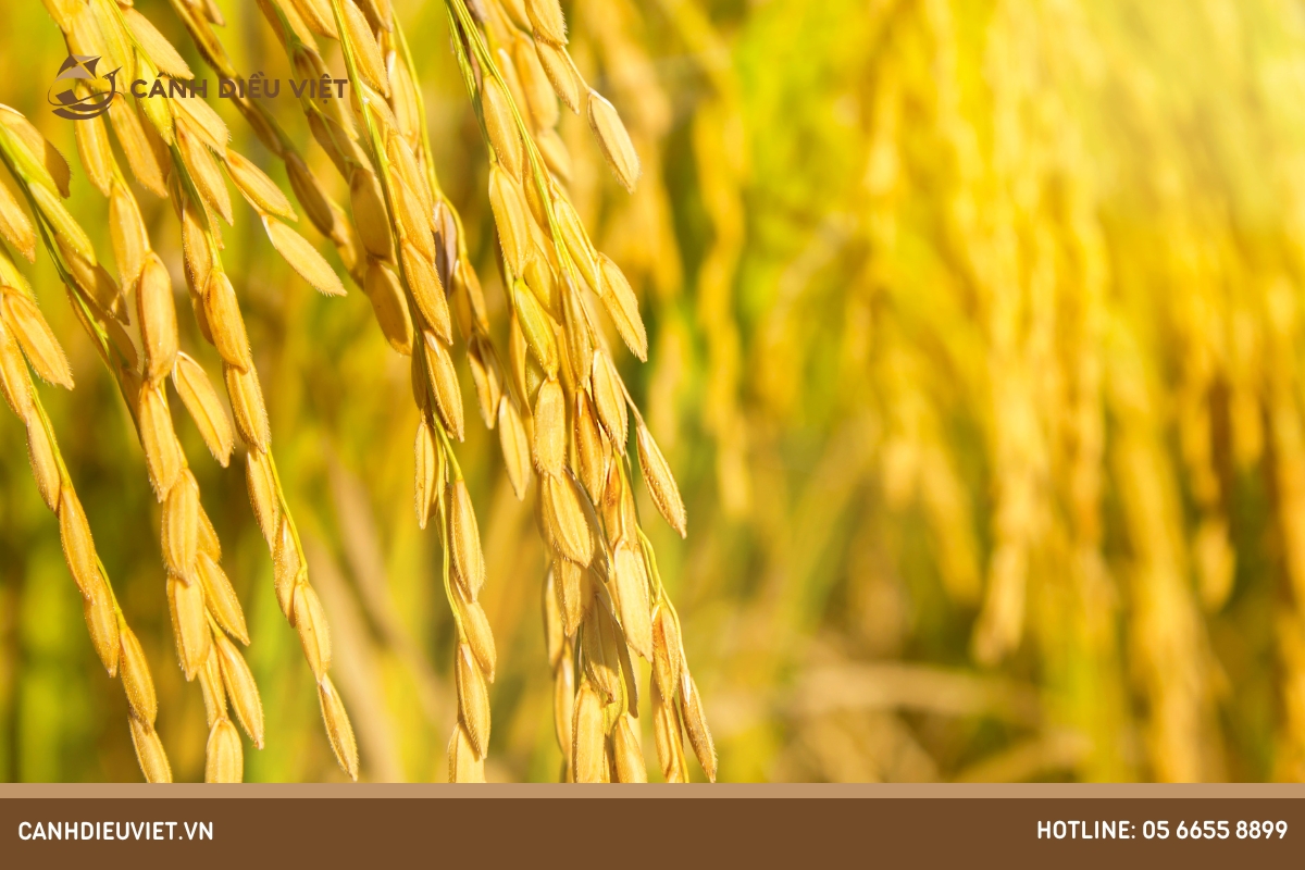 Lúa lai là gì? Tìm hiểu ưu & nhược điểm của kỹ thuật này 5 Lúa lai là gì