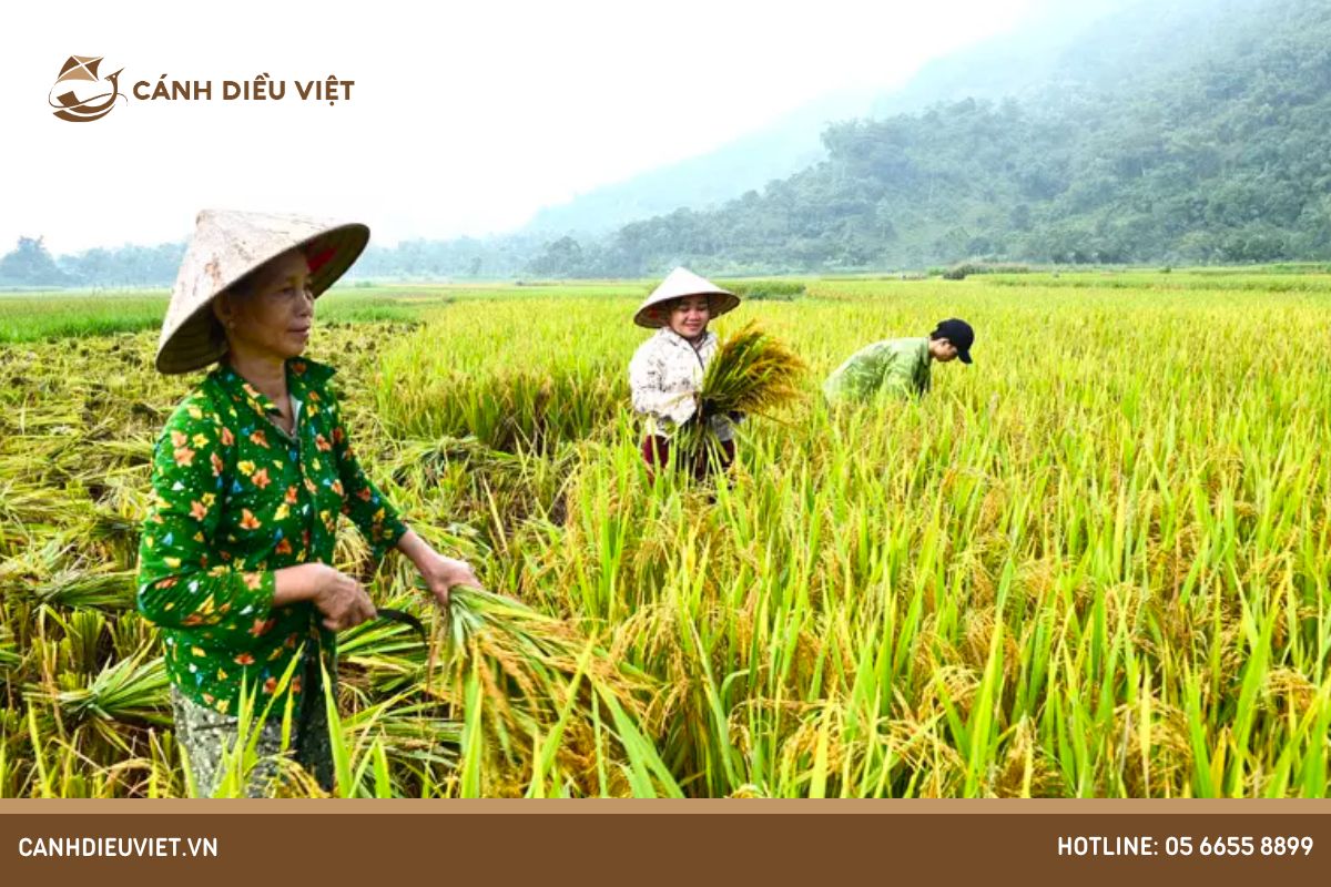 Lưu ý về kỹ thuật canh tác và chăm sóc