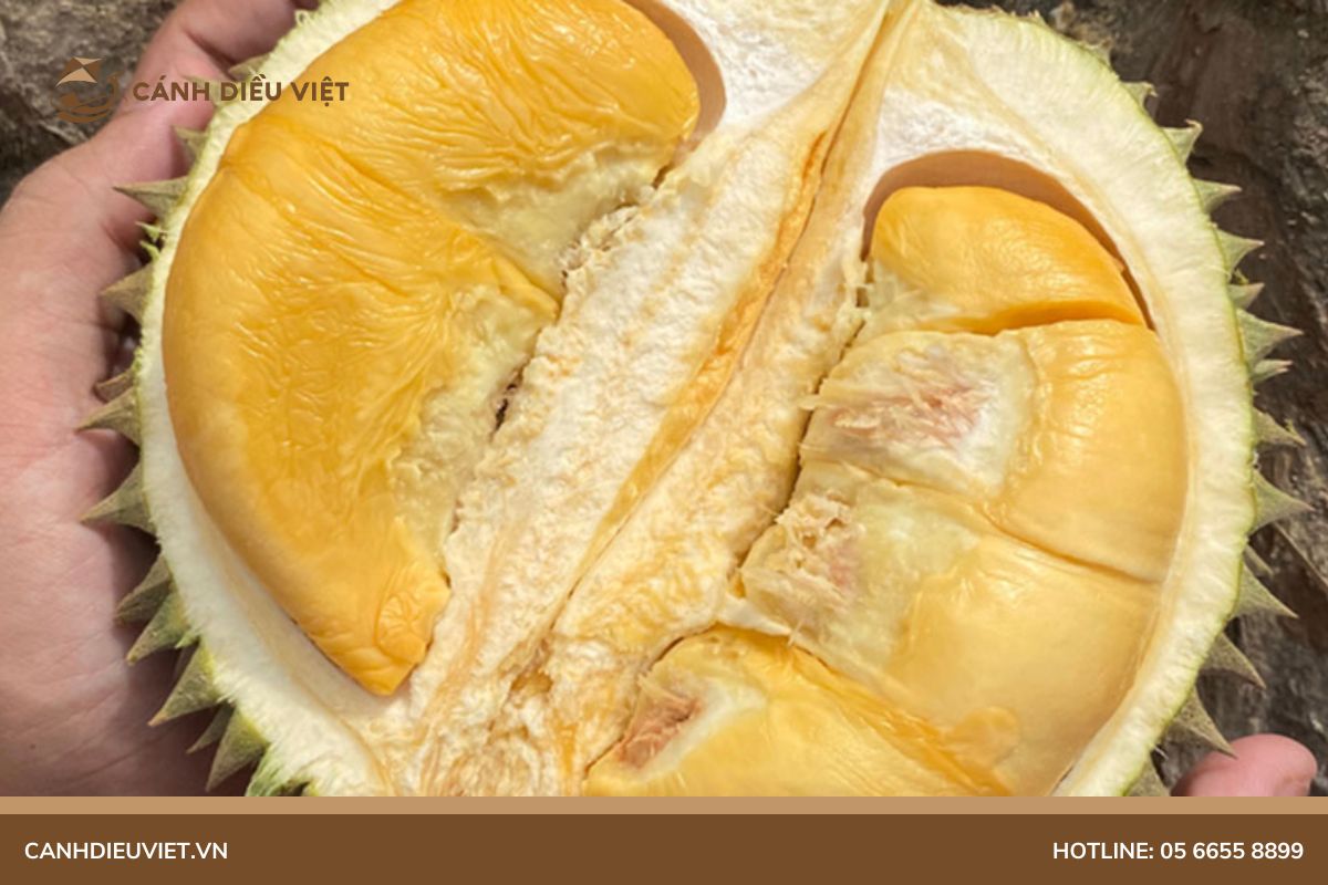 Giá sầu riêng Black Thorn (Gai đen) hiện tại là bao nhiêu? 5 Lý giải nguyên nhân sầu riêng black thorn có giá đắt đỏ