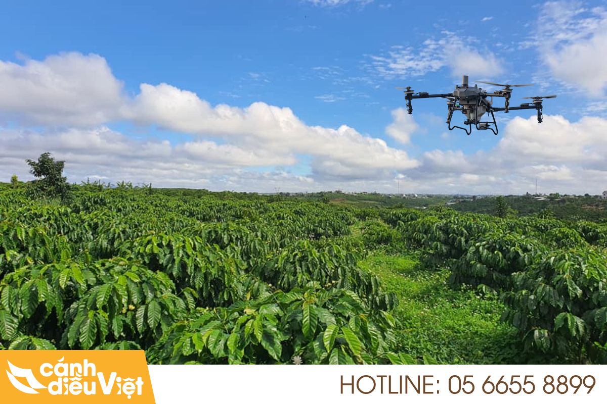 Máy bay DJI T70P phun thuốc cho cây cà phê 181 Máy bay dji t70p phun thuốc cho cây cà phê