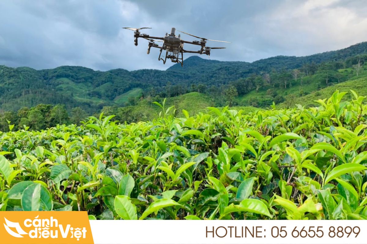 Máy bay DJI T70P phun thuốc cho cây chè (trà)  21 Máy bay dji t70p phun thuốc cho cây chè