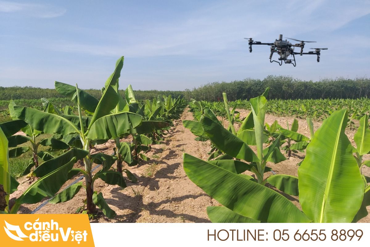 Máy bay DJI T70P phun thuốc cho cây chuối 178 Máy bay dji t70p phun thuốc cho cây chuối