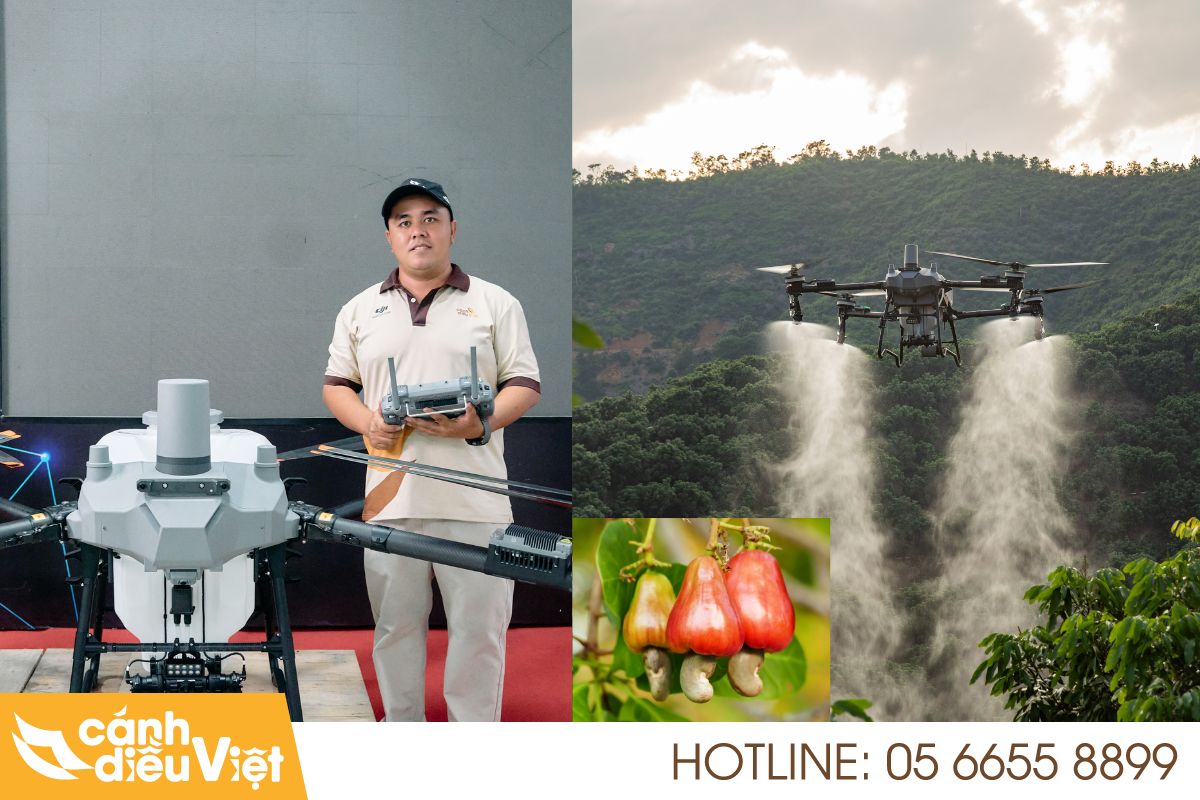 Ứng Dụng Máy Bay DJI T70P Phun Thuốc Cho Cây Điều 174 Máy bay dji t70p phun thuốc cho cây điều