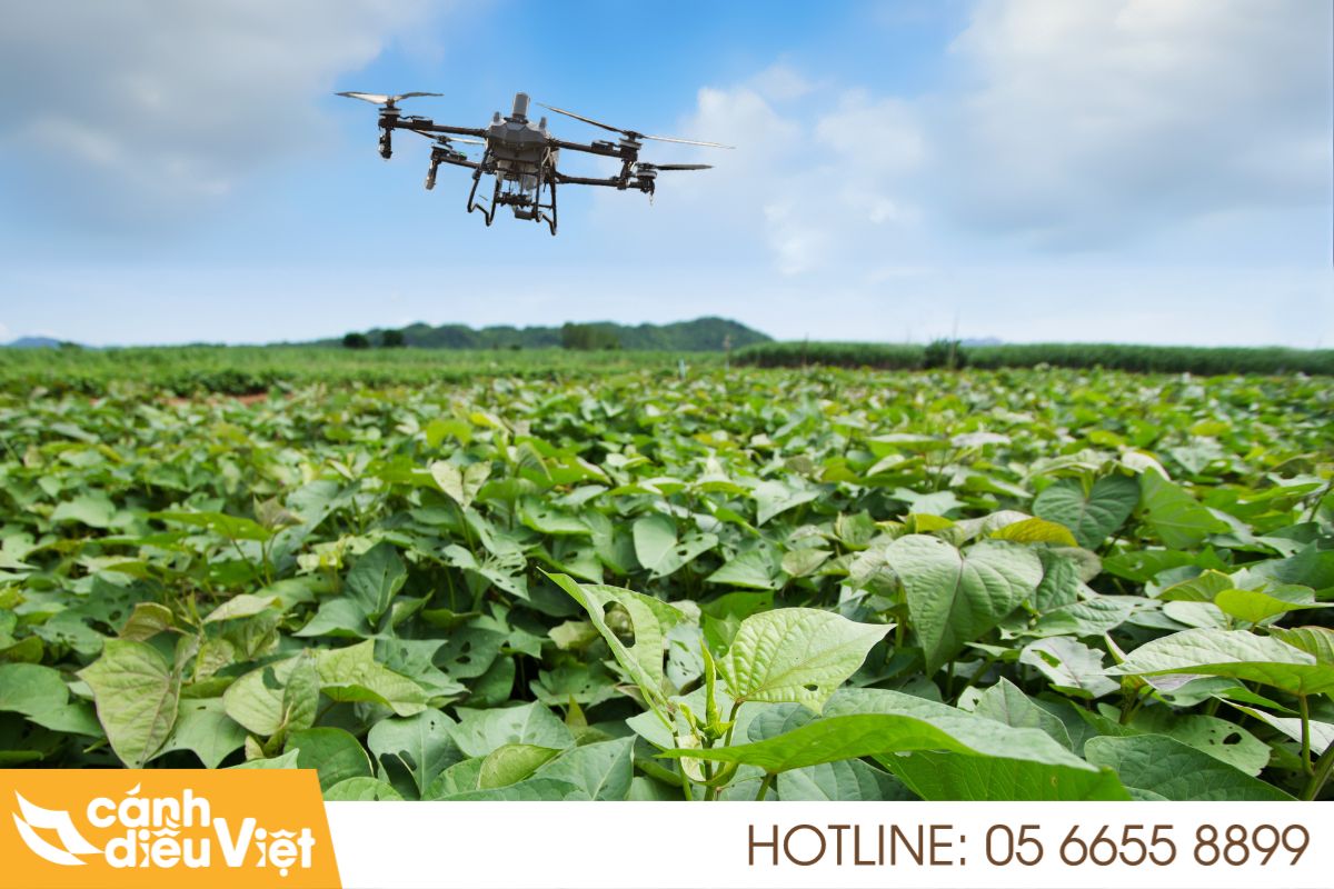 Máy bay DJI T70P phun thuốc cho cây khoai lang  15 Máy bay dji t70p phun thuốc cho cây khoai lang