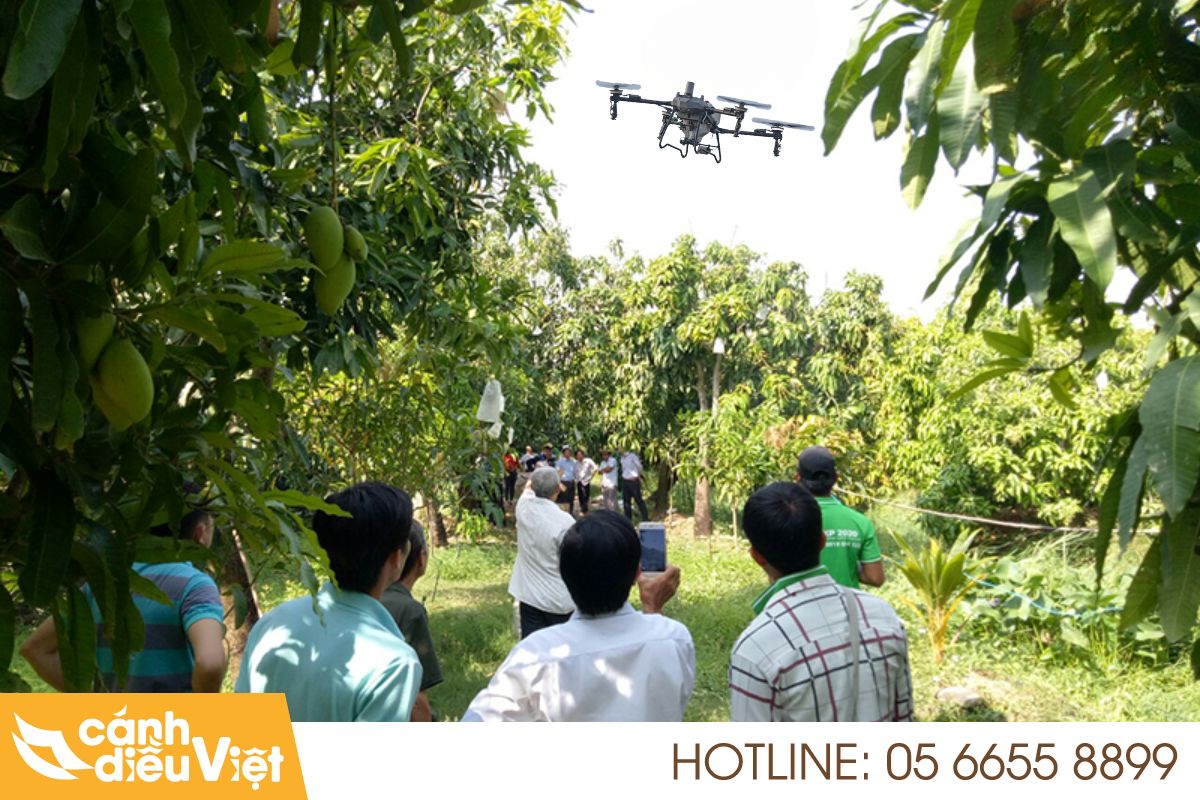 Ứng Dụng Máy bay DJI T70P Phun Thuốc Cho Cây Xoài 172 Máy bay dji t70p phun thuốc cho cây xoài