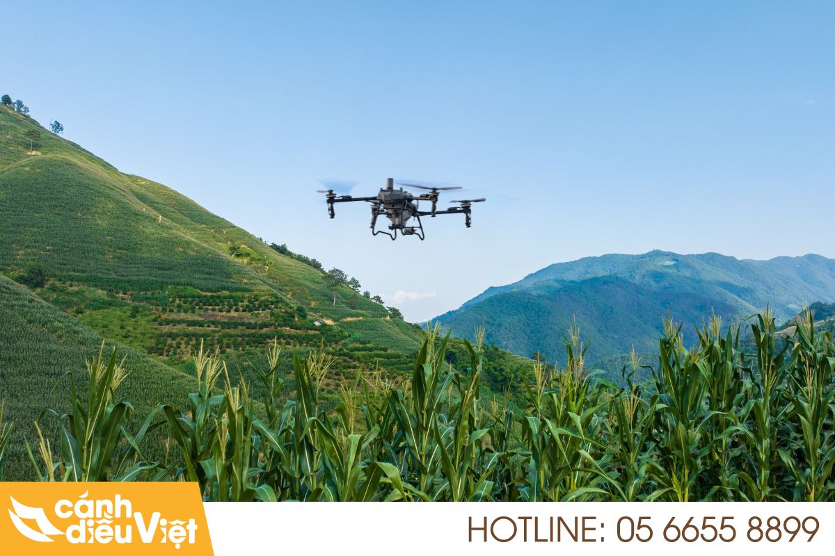 Máy bay DJI T70P phun thuốc cho cây ngô 4 Máy bay dji t70p phun thuốc cho ngô