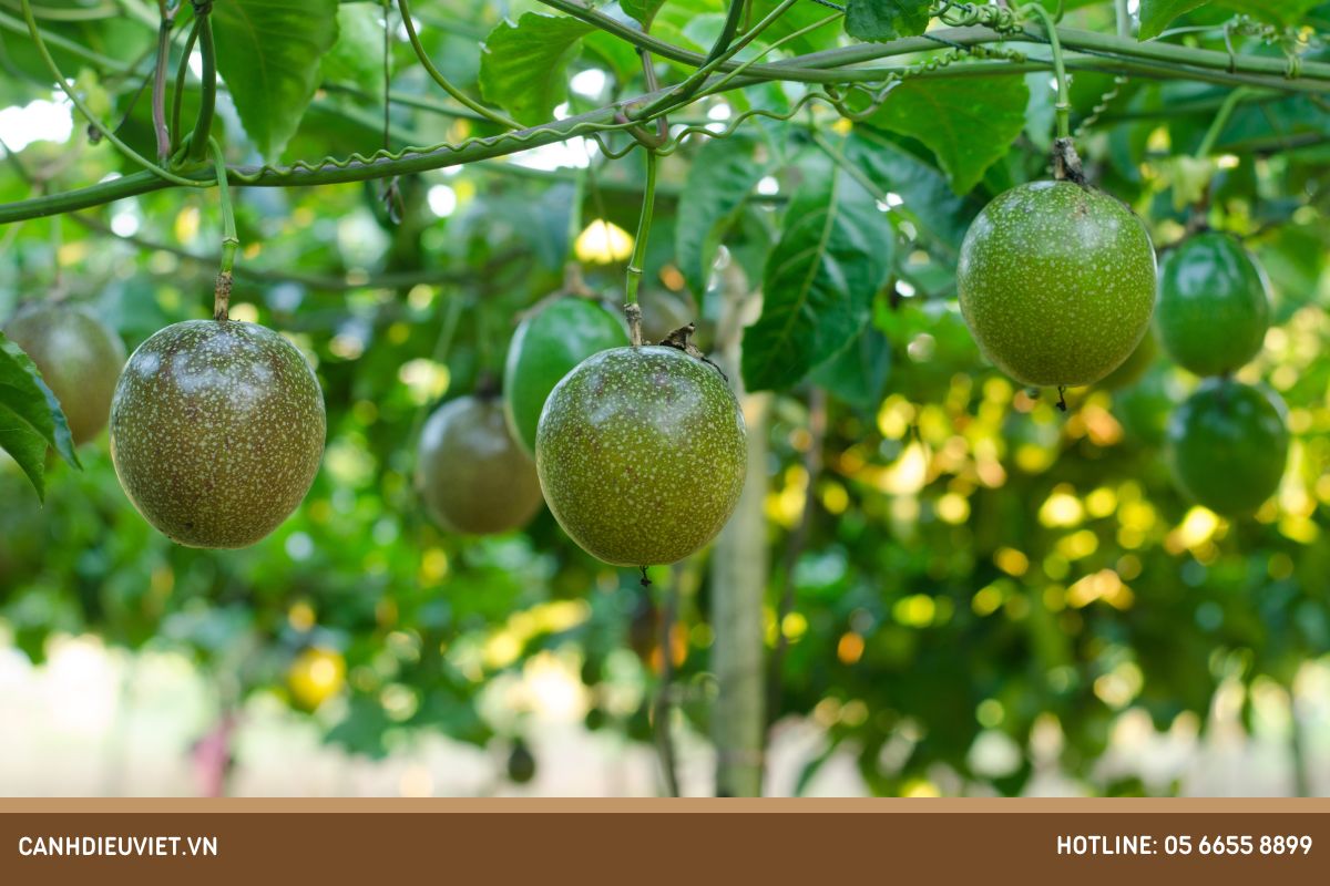 Chanh dây có cây đực cây cái không? Cách trồng hiệu quả 7 Meo cham soc chanh day hieu qua nhat