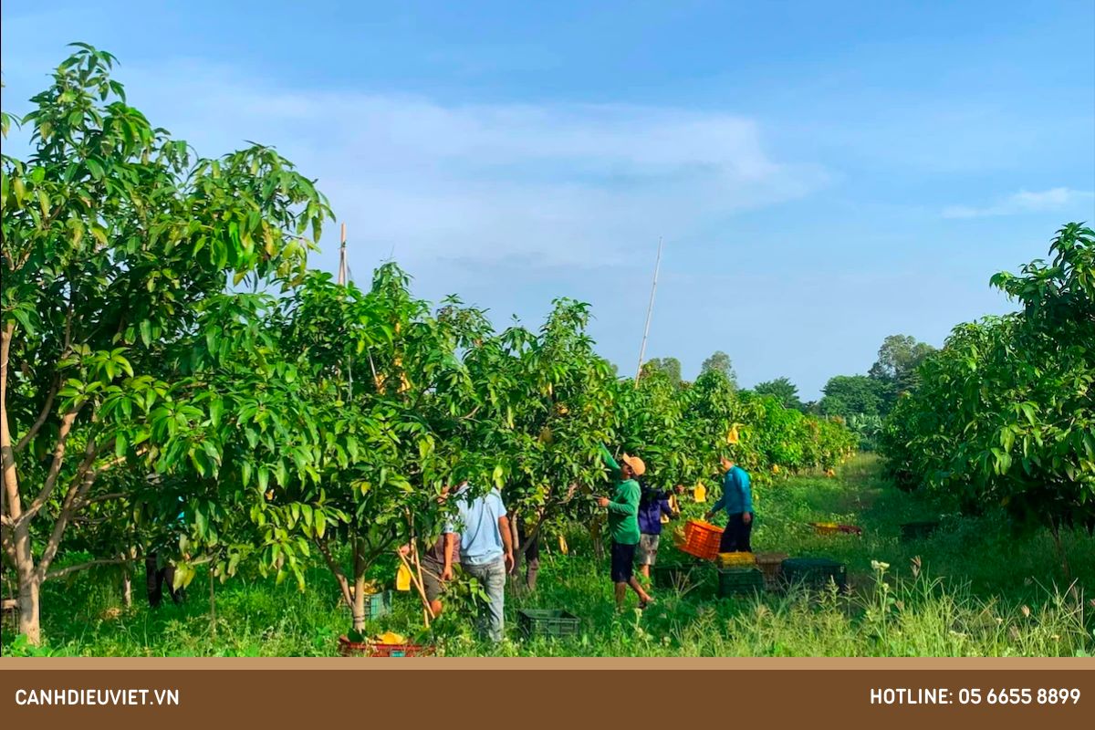 Một số điều cần lưu ý trong quá trình xoài ra hoa