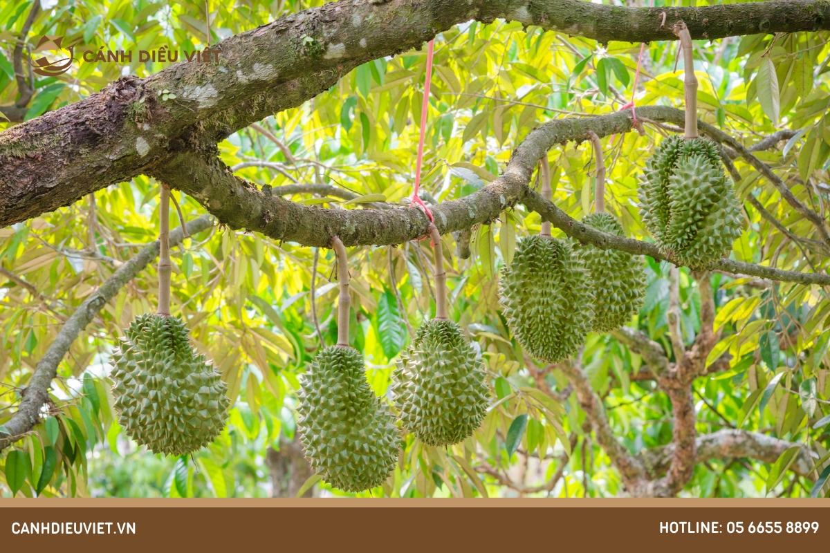 Mùa sầu riêng bắt đầu từ tháng mấy? Làm thế nào để nhận biết? 7 Mùa sầu riêng bắt đầu từ tháng mấy