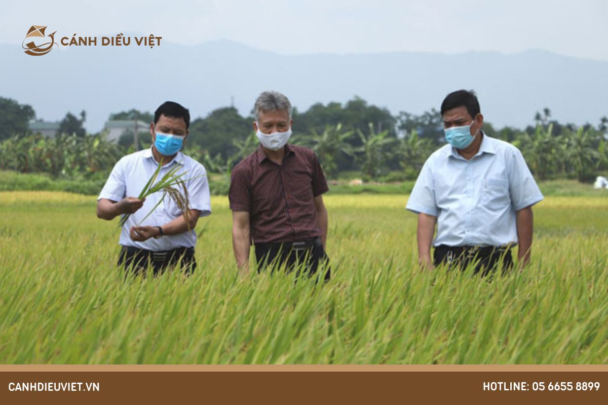 Năng suất lúa và thâm canh