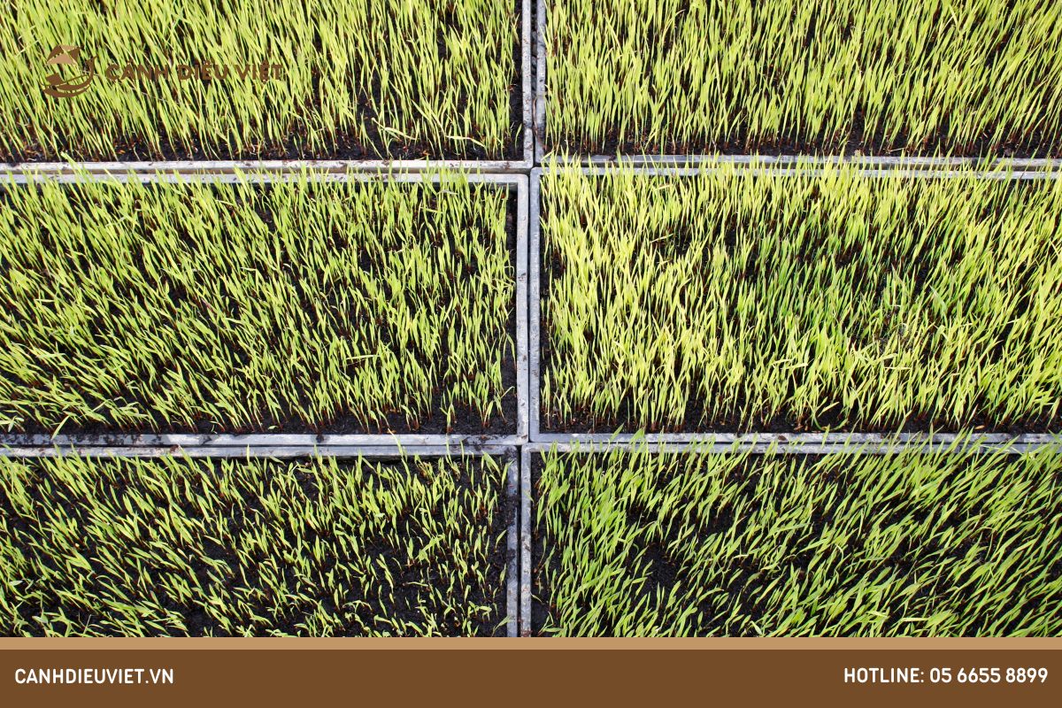 Nguồn gốc của giống lúa TBR 39