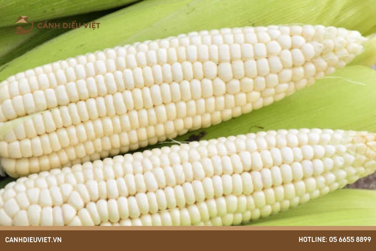 Nguồn gốc và đặc điểm giống ngô nếp