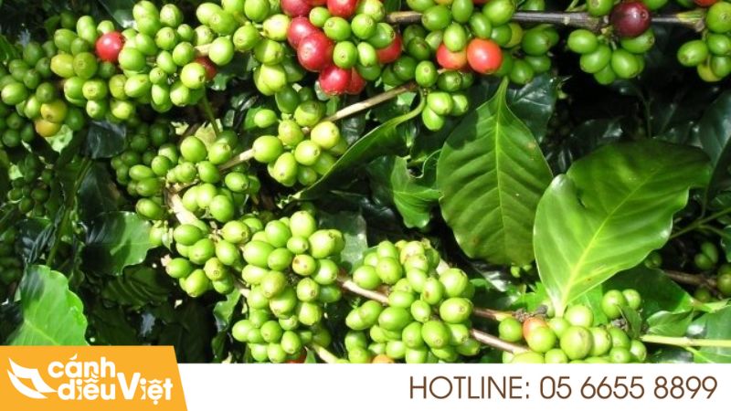 Giống Cà Phê Thiện Trường: Đặc Điểm, Cách Trồng & Chăm Sóc 5 Nguồn gốc và quá trình phát triển giống Thiện Trường