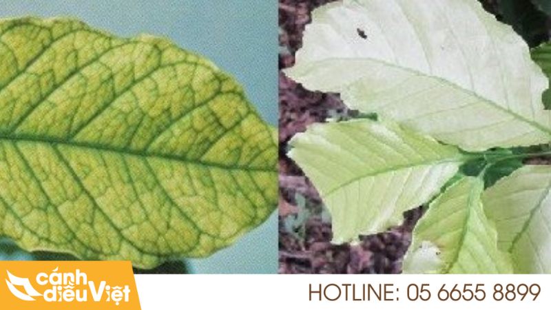Bệnh Bạc Lá Trên Cây Cà Phê: Nguyên Nhân Và Cách Điều Trị 6 Nguyên nhân chính gây bệnh bạc lá