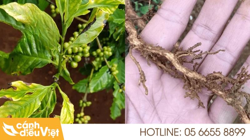 Cách Nhận Biết & Phòng Trừ Bệnh Vàng Lá Trên Cà Phê Hiệu Quả Nhất 5 Nguyên nhân của bệnh vàng lá ở cây cà phê