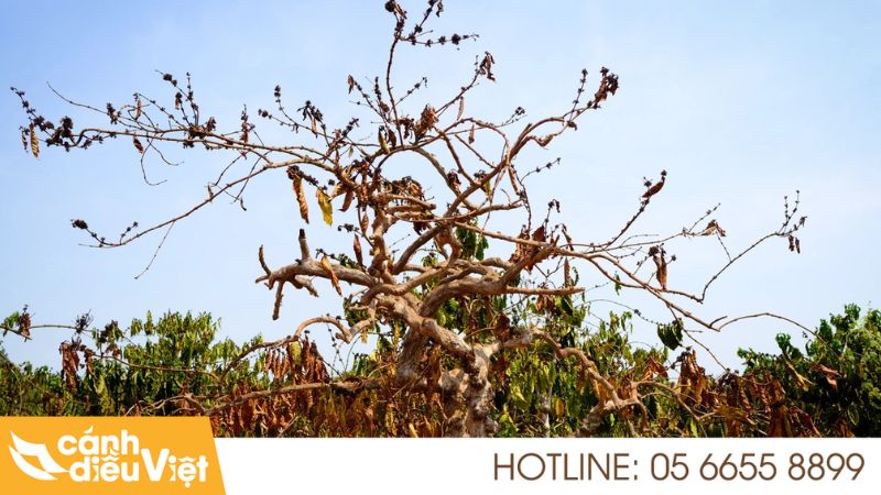Bệnh Cháy Lá Trên Cà Phê: Nguyên nhân, dấu hiệu & cách trừ 5 Nguyên nhân gây bệnh cháy lá trên cây cà phê