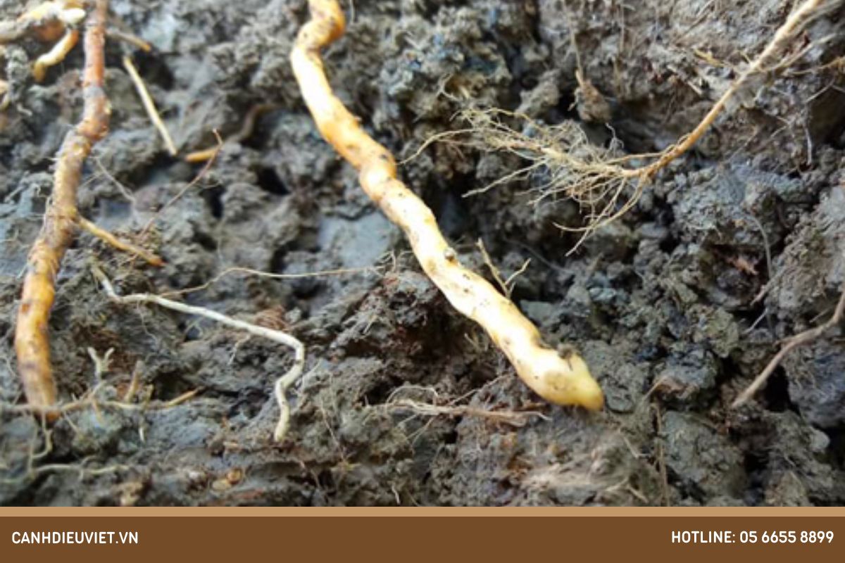 Phòng Tránh Thối Rễ Mãng Cầu Xiêm và Điều Trị Hiệu Quả Bệnh Chết Cành 5 Nguyên nhân gây bệnh chết cành, thối rễ mãng cầu xiêm