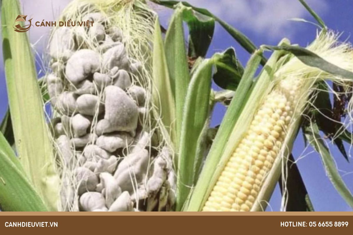 Bệnh ung thư ngô: Nguyên Nhân Và Cách Phòng Trị Triệt Để 7 Nguyên nhân gây hại của bệnh ung thư ngô