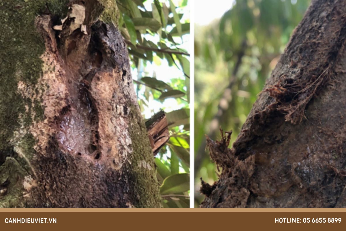 Nguyên nhân gây nên bệnh nứt thân xì mủ ở mít