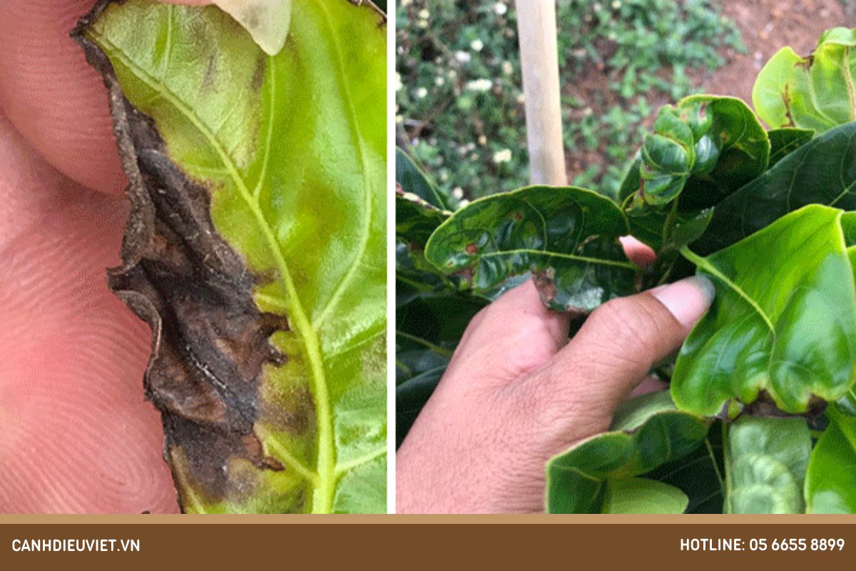 Nguyên nhân khiến cho cây mít bị xoăn lá