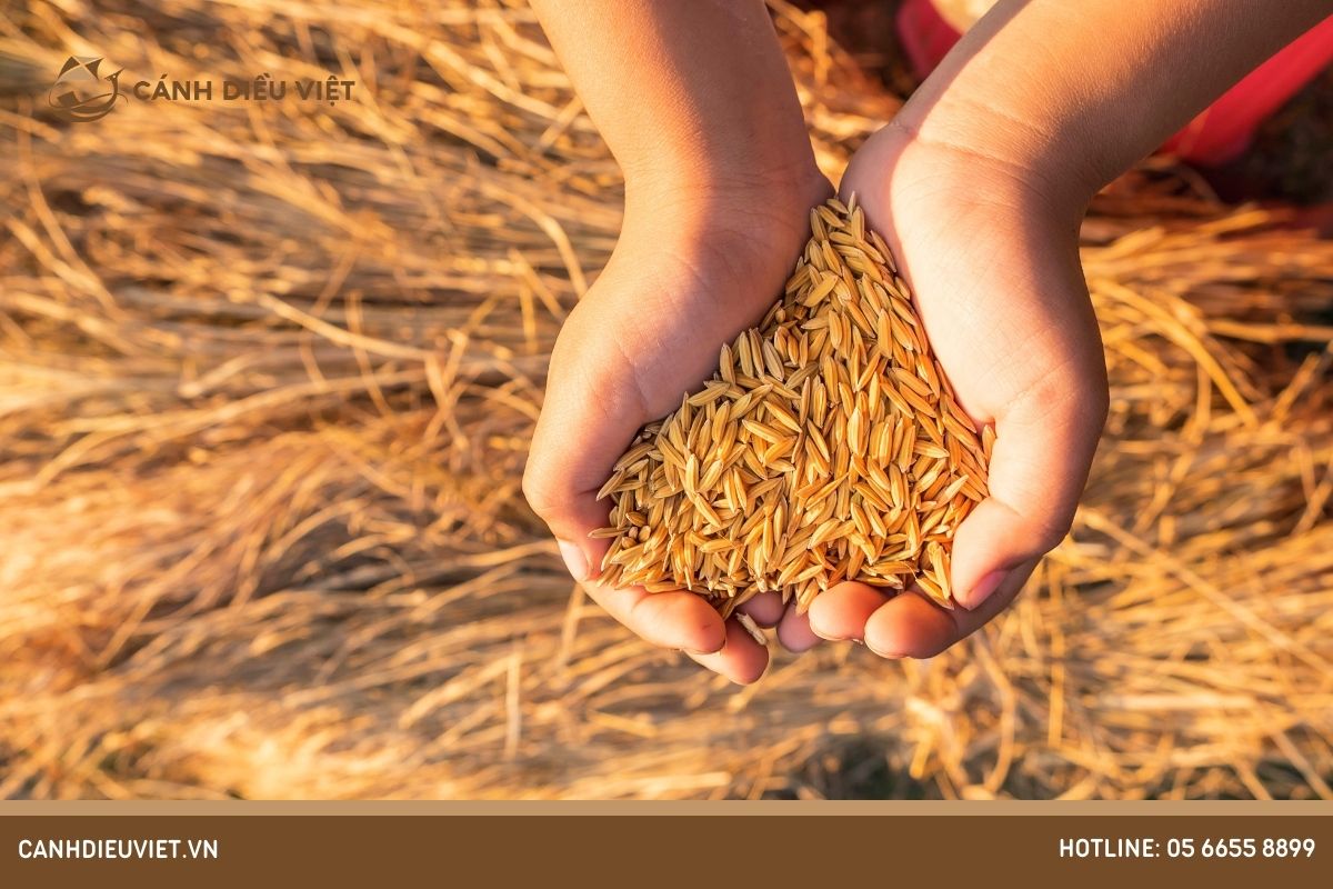 Các Giống Lúa Dẻo Thơm Được Yêu Thích Nhất Tại Việt Nam 7 Nguyên nhân khiến giống lúa dẻo thơm có hương vị thơm ngon