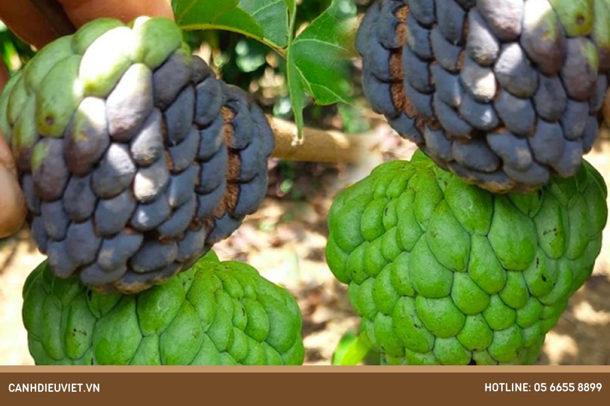 Nguyên nhân và điều kiện phát sinh gây hại của bệnh