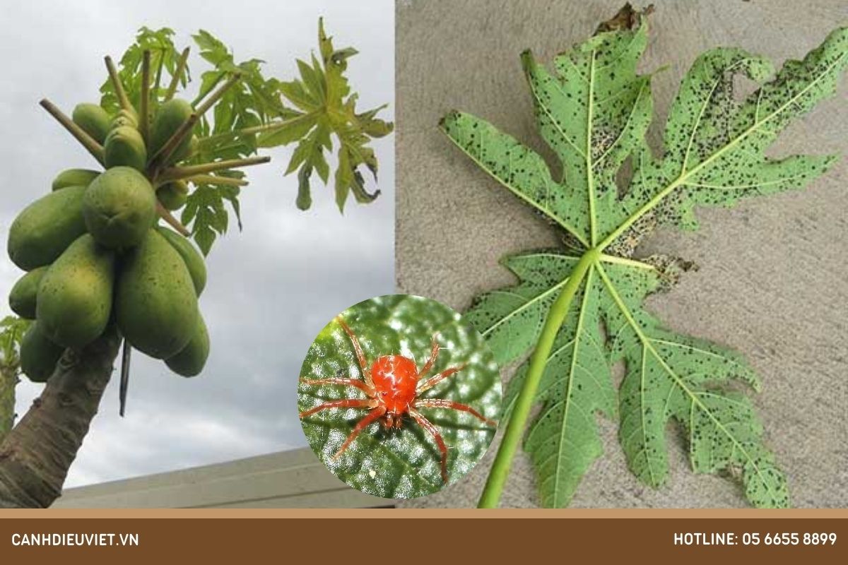 Nhận biết nhện đỏ hại đu đủ qua dấu hiệu nào