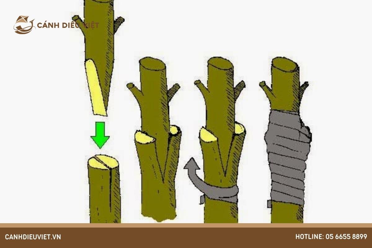 Nhân giống cây bằng phương pháp ghép