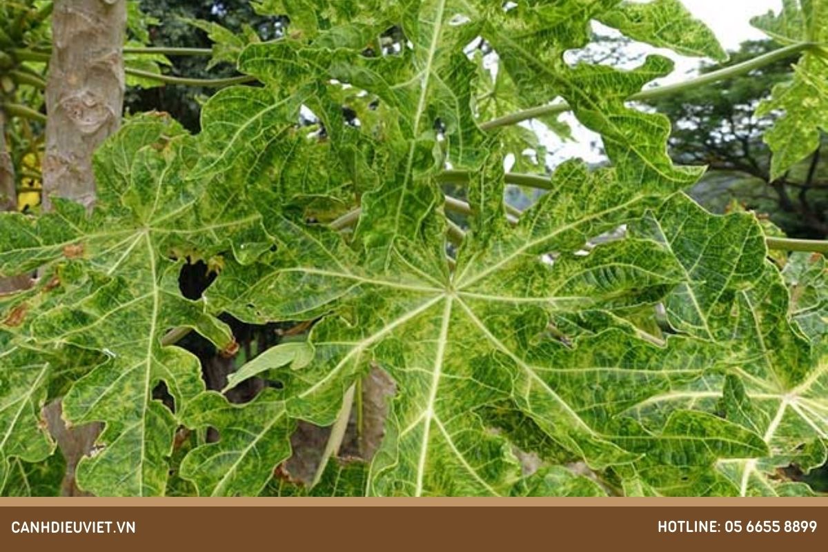 Nhện đỏ gây ra những hậu quả gì cho cây đu đủ