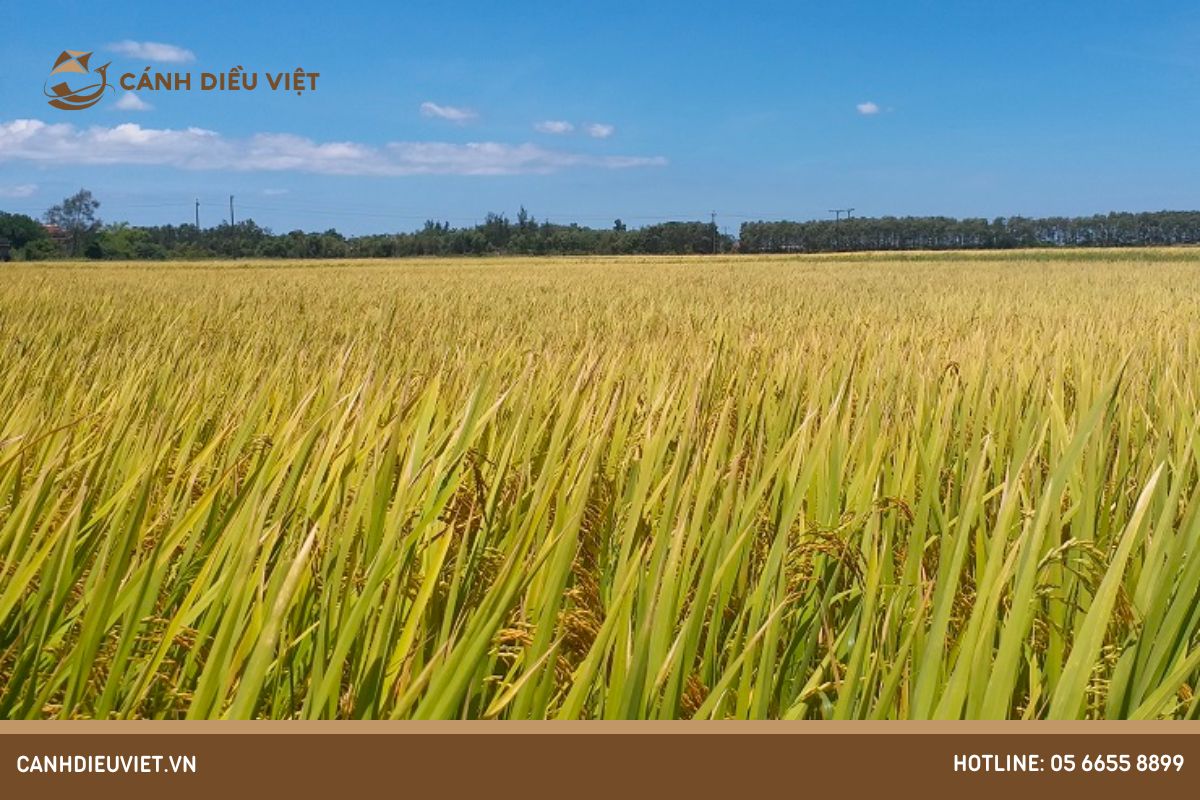 Nhiệt độ thích hợp cho cây lúa sinh trưởng và phát triển
