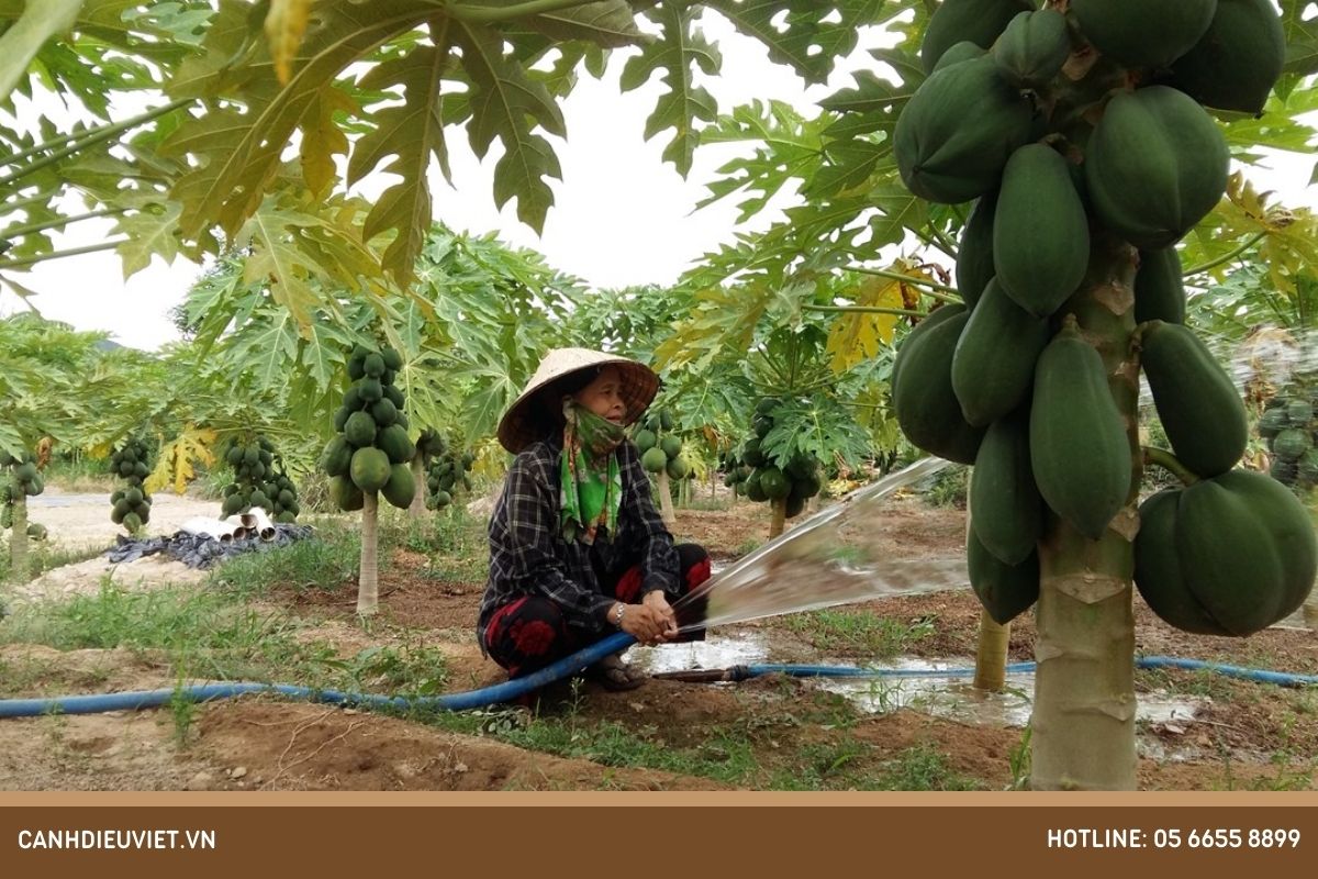 Những biện pháp phòng trừ nhện đỏ hại đu đủ hiệu quả