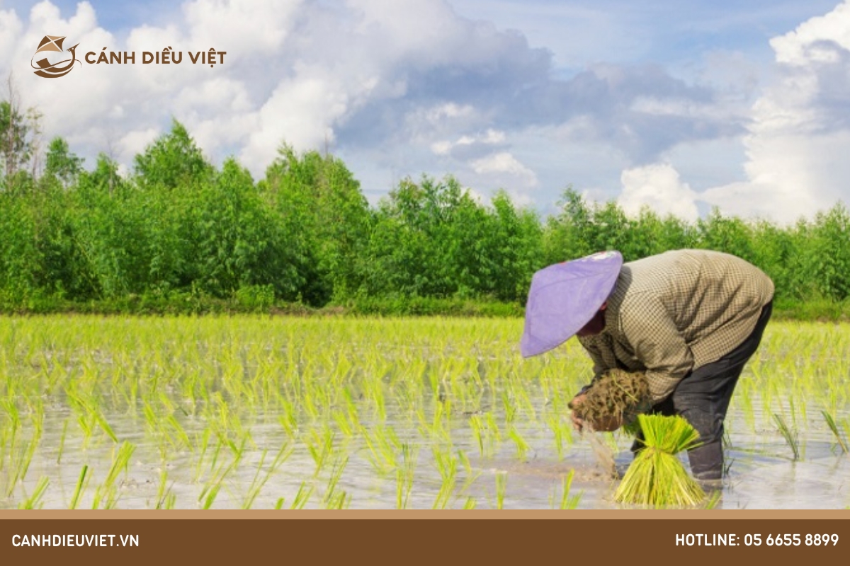 Giống lúa Hà Phát 3 có những ưu điểm gì? 7 Những điều cần lưu ý trong quá trình canh tác lúa Hà Phát 3