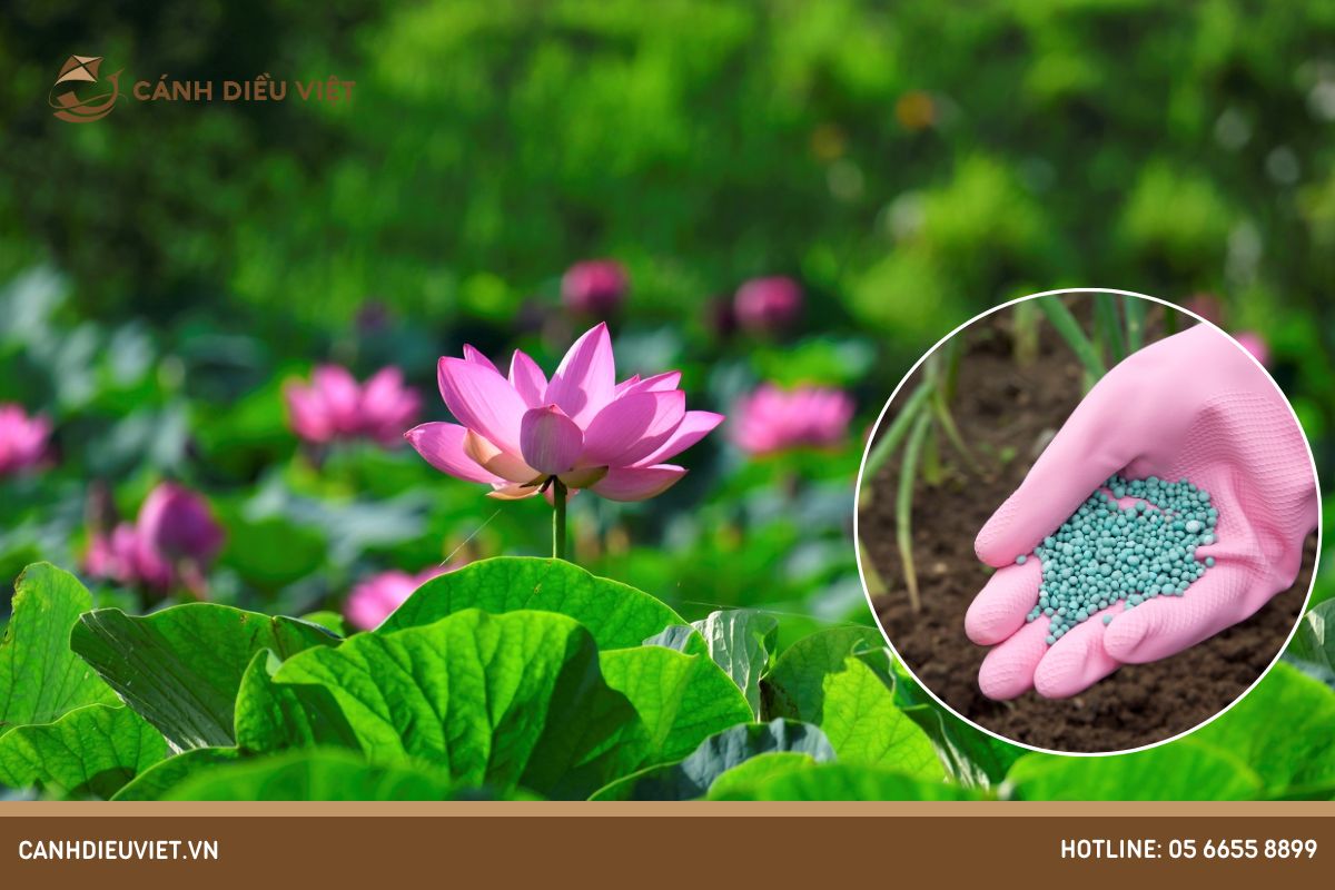 Phân Bón Cho Hoa Sen Loại Nào Tốt? Cách Bón Phân Hiệu Quả 630 Phân bón cho hoa sen