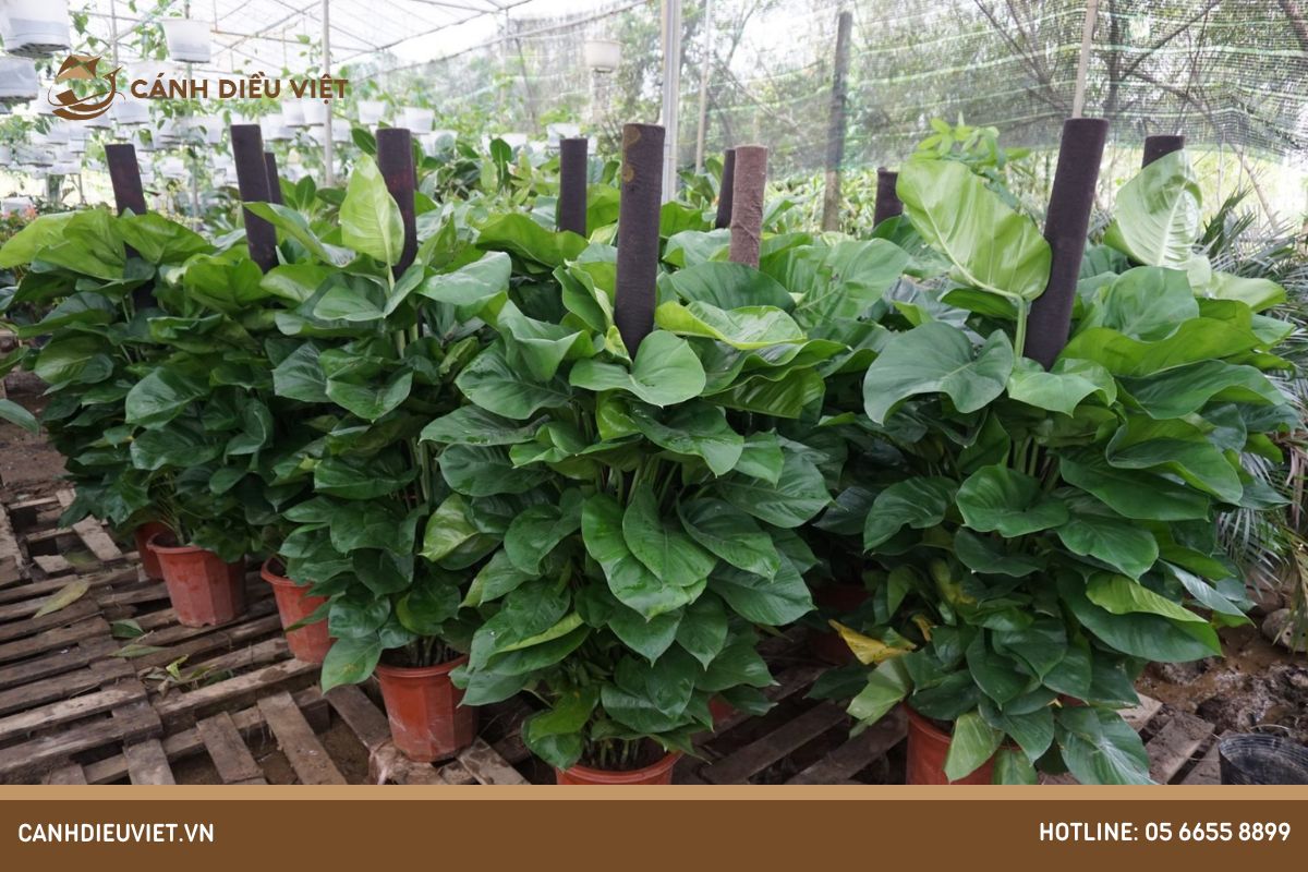 Phân bón dành cho lá