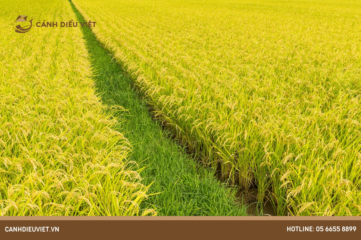 Lúa lai là gì? Tìm hiểu ưu & nhược điểm của kỹ thuật này 6 Phân loại các giống lúa lai