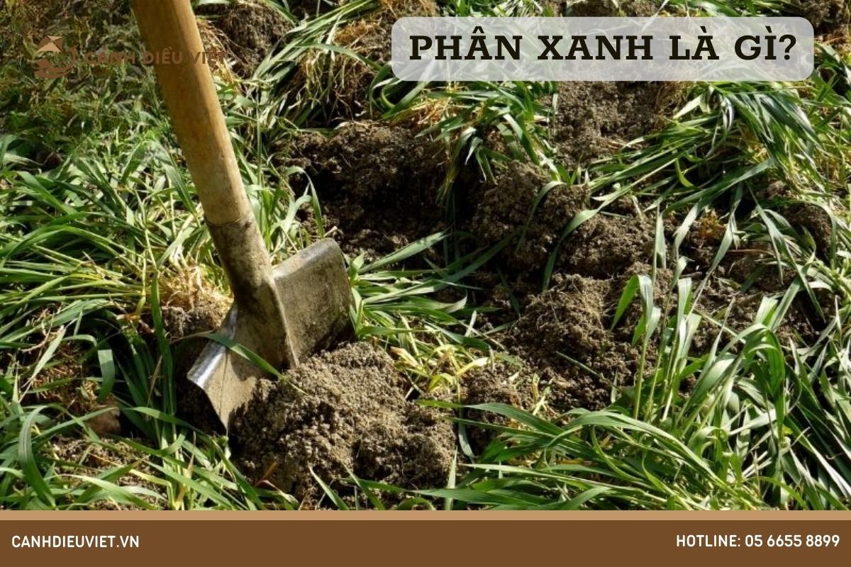 Phân Xanh Là Gì? Cách bón phân cho cây hiệu quả. 5 Phân xanh là gì
