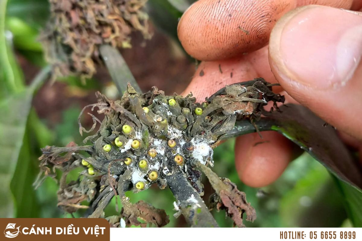 Kỹ Thuật Chăm Sóc Cây Cà Phê Mùa Khô Hiệu Quả 8 Tưới nước cho cây cà phê đúng thời điểm, đủ lượng nướcĐịnh đúng thời điểm tưới nước lần đầu cho vườn cà phê là một yếu tố vô cùng quan trọng, ảnh hưởng đến tỷ lệ hoa nở