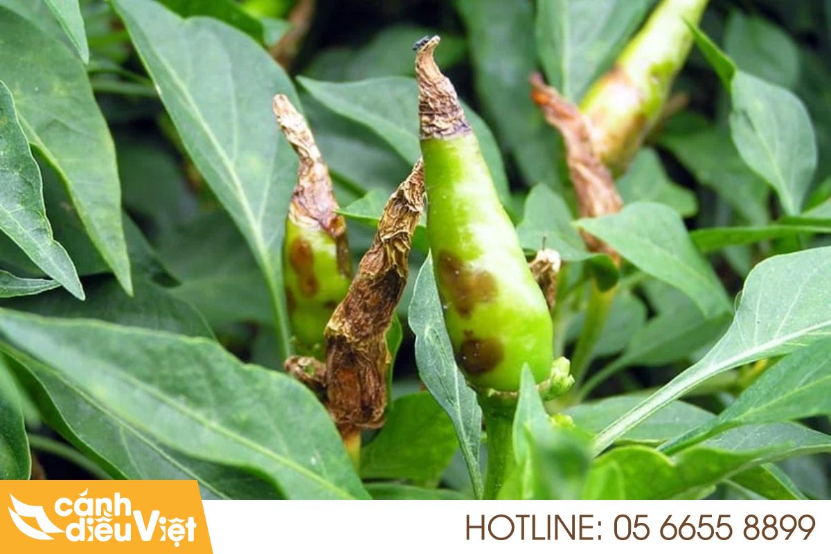 Phòng trừ sâu bệnh hiệu quả