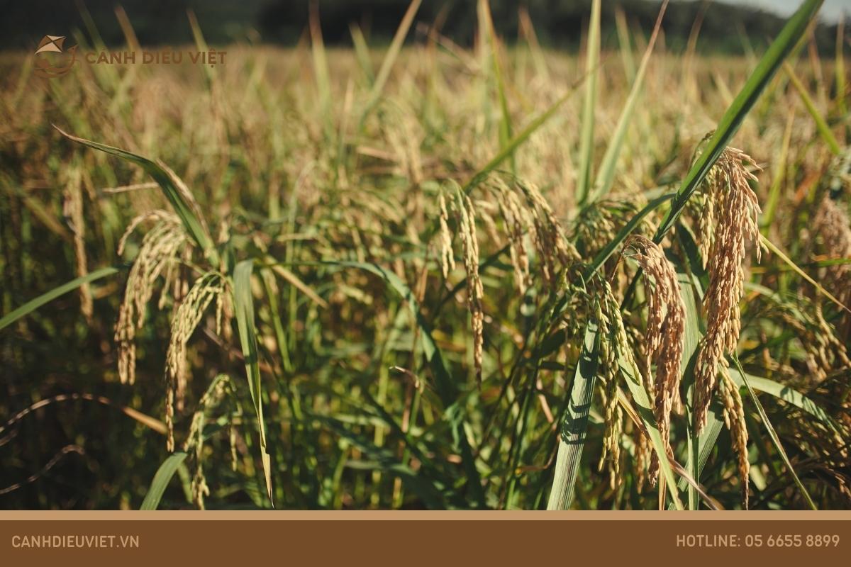 Phục tráng thành công giống lúa VD20